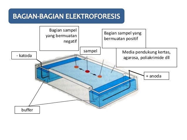 Kelompok 8 Kimia B Elektroforesis