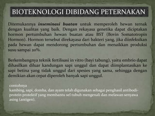BIOTEKNOLOGI DIBIDANG PETERNAKAN
Ditemukannya inseminasi buatan untuk memperoleh hewan ternak
dengan kualitas yang baik. Dengan rekayasa genetika dapat diciptakan
hormon pertumbuhan hewan buatan atau BST (Bovin Somatotropin
Hormon). Hormon tersebut direkayasa dari bakteri yang, jika diinfeksikan
pada hewan dapat mendorong pertumbuhan dan menaikkan produksi
susu sampai 20%.

Berkembangnya teknik fertilisasi in vitro (bayi tabung), yaitu embrio dapat
dihasilkan diluar kandungan sapi unggul dan dapat diimplantasikan ke
sapi betina yang tidak unggul dari spesies yang sama, sehingga dengan
demikian akan cepat diperoleh banyak sapi unggul.

contohnya
kambing, sapi, domba, dan ayam telah digunakan sebagai penghasil antibodi-
protein protektif yang membantu sel tubuh mengenali dan melawan senyawa
asing (antigen).
 