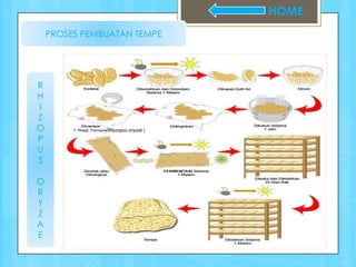 HOME
    PROSES PEMBUATAN TEMPE




R
H
I
Z
O              (Rhyzopus oryzae )
P
U
S

O
R
Y
Z
A
E
 