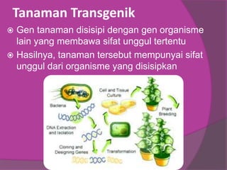 Tanaman Transgenik
 Gen tanaman disisipi dengan gen organisme
lain yang membawa sifat unggul tertentu
 Hasilnya, tanaman tersebut mempunyai sifat
unggul dari organisme yang disisipkan
 