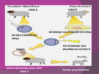 Sel telur A diambil inti
selnya
Sel kelenjar susu B diambil inti selnya
Inti sel kelenjar susu
disuntikan ke sel telur AEmbrio
Embrio ditanamkan pada rahim
induk A
Domba yang dilahirkan
Induk A Induk B
 