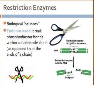 Bioteknologi 8-basic techniques in biotechnology