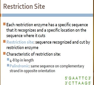 Bioteknologi 8-basic techniques in biotechnology