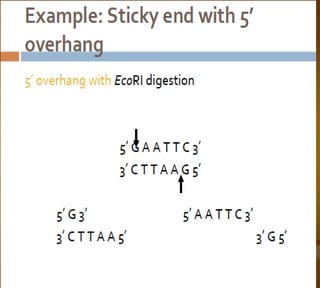 Bioteknologi 8-basic techniques in biotechnology