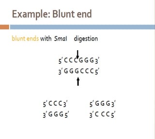 Bioteknologi 8-basic techniques in biotechnology