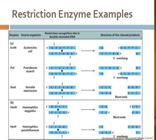 Bioteknologi 8-basic techniques in biotechnology