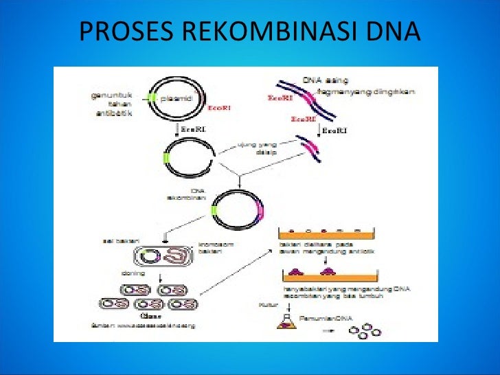 Bioteknologi (1)