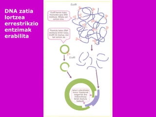 DNA zatia
lortzea
errestrikzio
entzimak
erabilita
 