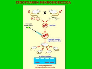 ZIGOTOAREN MIKROINJEKZIOA
 