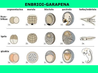 ENBRIOI-GARAPENA
 