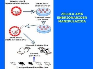 ZELULA AMA
ENBRIONARIOEN
MANIPULAZIOA
 