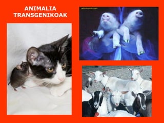 ANIMALIA
TRANSGENIKOAK
 