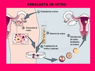 ERNALKETA IN VITRO
 