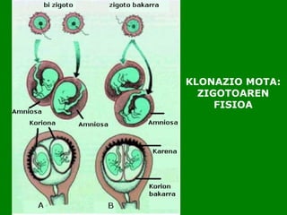 KLONAZIO MOTA:
ZIGOTOAREN
FISIOA
 