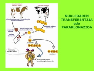 NUKLEOAREN
TRANSFERENTZIA
edo
PARAKLONAZIOA
 