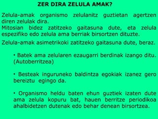 Zelula-amak organismo zelulanitz guztietan agertzen
diren zelulak dira.
Mitosian bidez zatitzeko gaitasuna dute, eta zelula
espezifiko edo zelula ama berriak birsortzen dituzte.
ZER DIRA ZELULA AMAK?
Zelula-amak asimetrikoki zatitzeko gaitasuna dute, beraz.
• Batek ama zelularen ezaugarri berdinak izango ditu.
(Autoberritzea)
• Besteak inguruneko baldintza egokiak izanez gero
bereiztu egingo da.
• Organismo heldu baten ehun guztiek izaten dute
ama zelula kopuru bat, hauen berritze periodikoa
ahalbidetzen dutenak edo behar denean birsortzea.
 