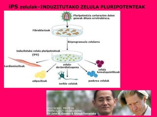 iPS zelulak–INDUZITUTAKO ZELULA PLURIPOTENTEAK
 