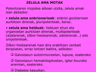 ZELULA AMA MOTAK
Potentziaren irizpidea alboan utzita, zelula amak
izan daitezke:
• zelula ama enbrionarioak: enbrioi goiztiarrean
aurkitzen direnak, pluripotenteak, beraz.
• zelula ama helduak: helduen ehun eta
organoetan aurkitzen direnak, multipotenteak
(azalarenak, zilbor-hestearenak, odolarenak…) edo
unipotenteak.
Zilbor-hestearenak hasi dira erabiltzen zenbait
terapiatan, erraz lortzen baitira, adibidez:
 Gaixotasun autoinmuneetan, lupusa, esaterako
 Gaixotasun hematologikoetan, igitai itxurako
anemian, esaterako.
 Diabetes kasuetan.
 