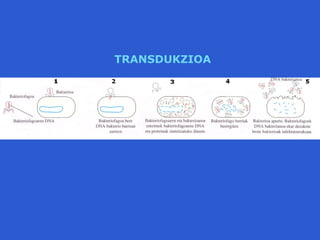 TRANSDUKZIOA
 