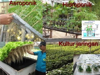 Aeroponik    Hidroponik




            Kultur jaringan
 