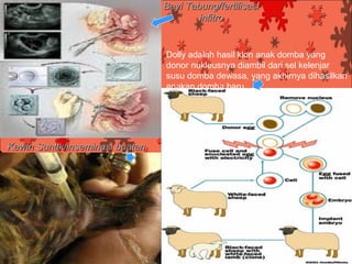 Bayi Tabung/fertilisasi
                                         infitro


                                 Dolly adalah hasil klon anak domba yang
                                 donor nukleusnya diambil dari sel kelenjar
                                 susu domba dewasa, yang akhirnya dihasilkan
                                 anakan domba baru




Kawin Suntik/inseminasi buatan
 