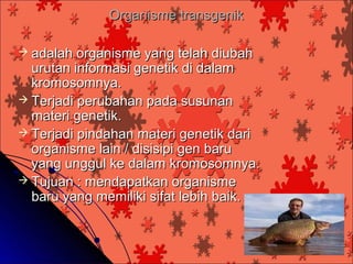 Organisme transgenik

 adalah  organisme yang telah diubah
  urutan informasi genetik di dalam
  kromosomnya.
 Terjadi perubahan pada susunan
  materi genetik.
 Terjadi pindahan materi genetik dari
  organisme lain / disisipi gen baru
  yang unggul ke dalam kromosomnya.
 Tujuan : mendapatkan organisme
  baru yang memiliki sifat lebih baik.
 