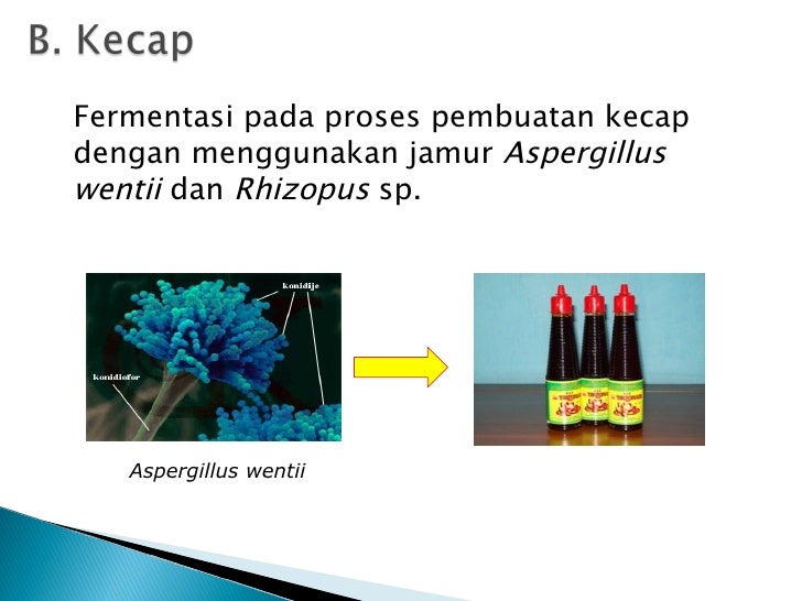 Bioteknologi Dengan Fungi