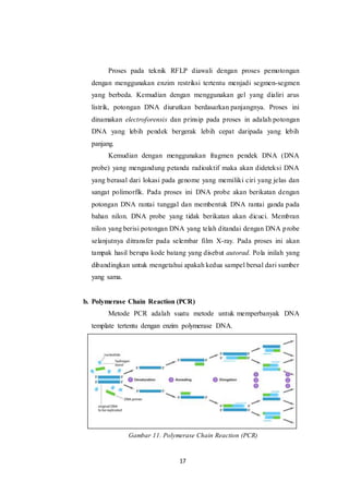 Proses Rflp Bioteknologi di bidang forensik | DOCX