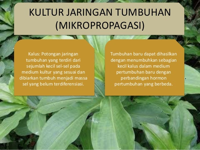 Bio Ekologi | bioteknologi Bio Ekologi | bioteknologi