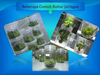 Beberapa Contoh Kultur Jaringan
 