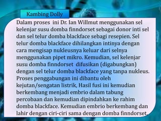 Dalam proses ini Dr. Ian Willmut menggunakan sel
kelenjar susu domba finndorset sebagai donor inti sel
dan sel telur domba blackface sebagi resepien. Sel
telur domba blackface dihilangkan intinya dengan
cara mengisap nukleusnya keluar dari selnya
menggunakan pipet mikro. Kemudian, sel kelenjar
susu domba finndorset difusikan (digabungkan)
dengan sel telur domba blackface yang tanpa nukleus.
Proses penggabungan ini dibantu oleh
kejutan/sengatan listrik, Hasil fusi ini kemudian
berkembang menjadi embrio dalam tabung
percobaan dan kemudian dipindahkan ke rahim
domba blackface. Kemudian embrio berkembang dan
lahir dengan ciri-ciri sama dengan domba finndorset.
Kambing Dolly
 