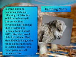 Seorang kambing
pashmina pertama
dikloning ,di Falkultas
kedokteran hewan di
Universitas Ilmu
Pertanian dan Teknologi
Sher-e Kashmir di
Suhama. Lahir 9 Maret
2012, dikepalai proyek
oleh Riaz Ahmad Shah .
Memiliki bulu hangat dan
hidup dipadang rumput
di Ladakh dengan suhu
mencapai minus 20
derajat celcius.
Kambing Noori
 