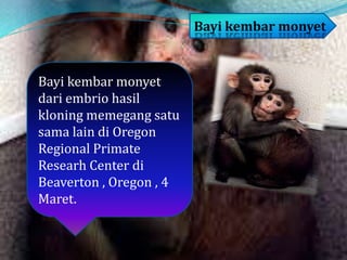 Bayi kembar monyet
dari embrio hasil
kloning memegang satu
sama lain di Oregon
Regional Primate
Researh Center di
Beaverton , Oregon , 4
Maret.
Bayi kembar monyet
 