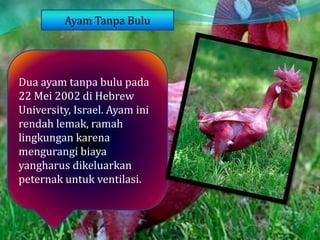 Dua ayam tanpa bulu pada
22 Mei 2002 di Hebrew
University, Israel. Ayam ini
rendah lemak, ramah
lingkungan karena
mengurangi biaya
yangharus dikeluarkan
peternak untuk ventilasi.
Ayam Tanpa Bulu
 