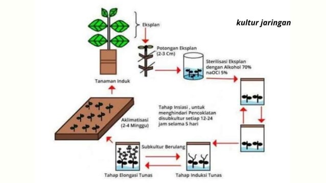 Bioteknologi Konvensional Materi Biologi | PPTX