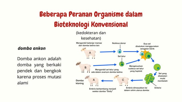 Bioteknologi Konvensional Materi Biologi | PPTX