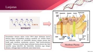 Lanjutan
Penambahan deterjen dalam isolasi DNA dapat dilakukan karena
deterjen dapat menyebabkan rusaknya membran sel, melalui ikatan
yang dibentuk melalui sisi hidrofobik deterjen dengan protein dan
lemak pada membran membentuk senyawa ”lipid protein-deterjen
kompleks”. Senyawa tersebut dapat terbentuk karena protein dan lipid
memiliki ujung hidrofilik dan hidrofobik, demikian juga dengan
deterjen, sehingga dapat membentuk suatu ikatan kimia
Membran Plasma
 
