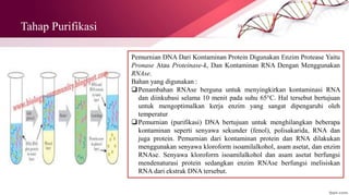 Tahap Purifikasi
Pemurnian DNA Dari Kontaminan Protein Digunakan Enzim Protease Yaitu
Pronase Atau Proteinase-k, Dan Kontaminan RNA Dengan Menggunakan
RNAse.
Bahan yang digunakan :
Penambahan RNAse berguna untuk menyingkirkan kontaminasi RNA
dan diinkubasi selama 10 menit pada suhu 65°C. Hal tersebut bertujuan
untuk mengoptimalkan kerja enzim yang sangat dipengaruhi oleh
temperatur
Pemurnian (purifikasi) DNA bertujuan untuk menghilangkan beberapa
kontaminan seperti senyawa sekunder (fenol), polisakarida, RNA dan
juga protein. Pemurnian dari kontaminan protein dan RNA dilakukan
menggunakan senyawa kloroform isoamilalkohol, asam asetat, dan enzim
RNAse. Senyawa kloroform isoamilalkohol dan asam asetat berfungsi
mendenaturasi protein sedangkan enzim RNAse berfungsi melisiskan
RNA dari ekstrak DNA tersebut.
 