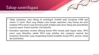 Tahap sentrifugasi
• Tahap selanjutnya yaitu tabung di sentrifugasi kembali pada kecepatan 6.000 rpm
selama 15 menit. Hasil yang didapat yaitu berupa supernatan yang bening dan pelet
(endapan DNA murni) yang berwarna putih terdapat pada dasar tabung dan penambahan
senyawa etanol. Etanol memiliki sifat hidroilik.
• Kemudian supernatan tersebut dibuang karena DNA berada pada bagian natan. DNA
murni yang dihasilkan adalah DNA yang terbebas dari campuran material dan
komponen intraceluler yang mengandung larutan kompleks berupa RNA, protein, lemak
dan karbohidrat.
 
