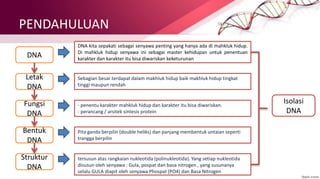 PENDAHULUAN
tersusun atas rangkaian nukleotida (polinukleotida). Yang setiap nukleotida
disusun oleh senyawa : Gula, pospat dan basa nitrogen , yang susunanya
selalu GULA diapit oleh senyawa Phospat (PO4) dan Basa Nitrogen
DNA
DNA kita sepakati sebagai senyawa penting yang hanya ada di mahkluk hidup.
Di mahkluk hidup senyawa ini sebagai master kehidupan untuk penentuan
karakter dan karakter itu bisa diwariskan keketurunan
Sebagian besar terdapat dalam makhluk hidup baik makhluk hidup tingkat
tinggi maupun rendah
Letak
DNA
Fungsi
DNA
- penentu karakter mahkluk hidup dan karakter itu bisa diwariskan.
- perancang / arsitek sintesis protein
Pita ganda berpilin (double heliks) dan panjang membentuk untaian seperti
trangga berpilin
Bentuk
DNA
Struktur
DNA
Isolasi
DNA
 