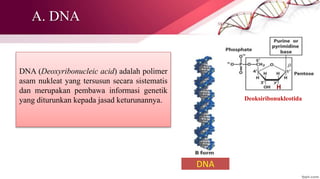 A. DNA
DNA (Deoxyribonucleic acid) adalah polimer
asam nukleat yang tersusun secara sistematis
dan merupakan pembawa informasi genetik
yang diturunkan kepada jasad keturunannya. Deoksiribonukleotida
H
DNA
 