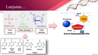 Lanjutan....
Asam
fosfat
Basa nitrogen Gula
pentosa
 