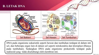 B. LETAK DNA
DNA pada organisme eukariotik seperti hewan dan tumbuhan terdapat di dalam inti
sel, dan beberapa organ lain di dalam sel seperti mitokondria dan kloroplast (Hanya
pada tumbuhan). Sedangkan DNA pada organisme prokariotik terdapat pada
nukleoid yang tidak diselubungi oleh membran inti.
Sel Bakteri Sel Hewan Sel Tumbuhan
 