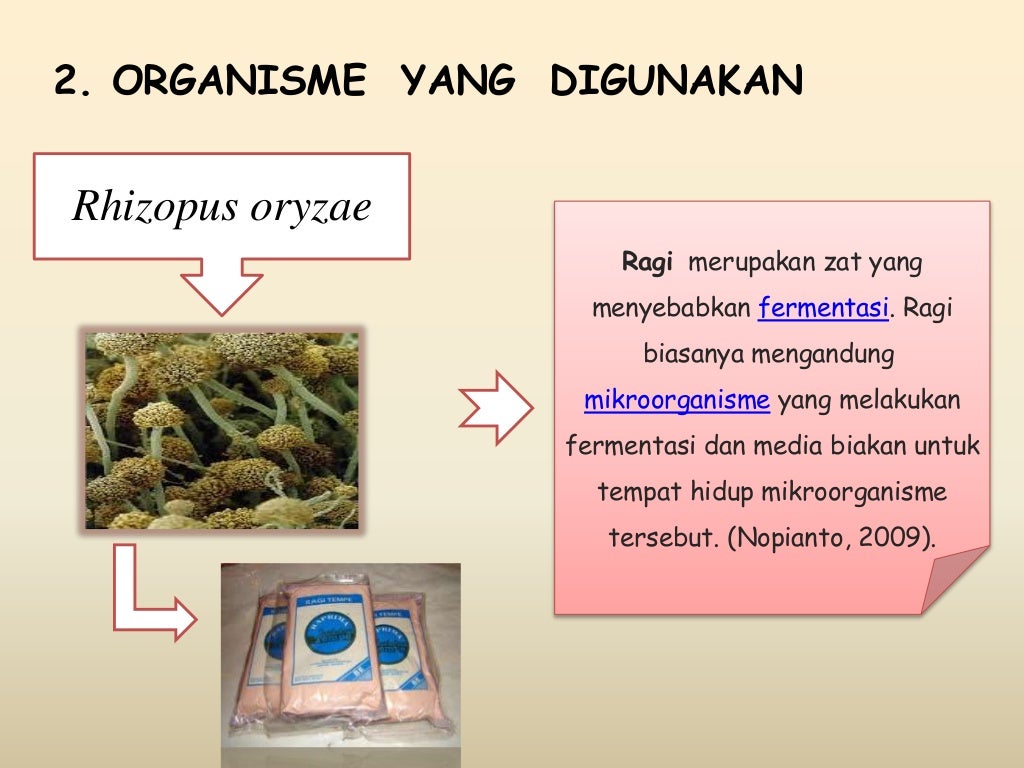 Bioteknologi pembuatan tempe