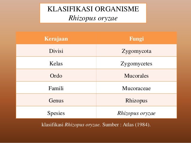 Bioteknologi pembuatan tempe