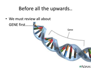 Before all the upwards..
• We must review all about
GENE first……..

 