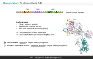 CDR-Grafting Antibody Humanization by BIOTEM | PDF