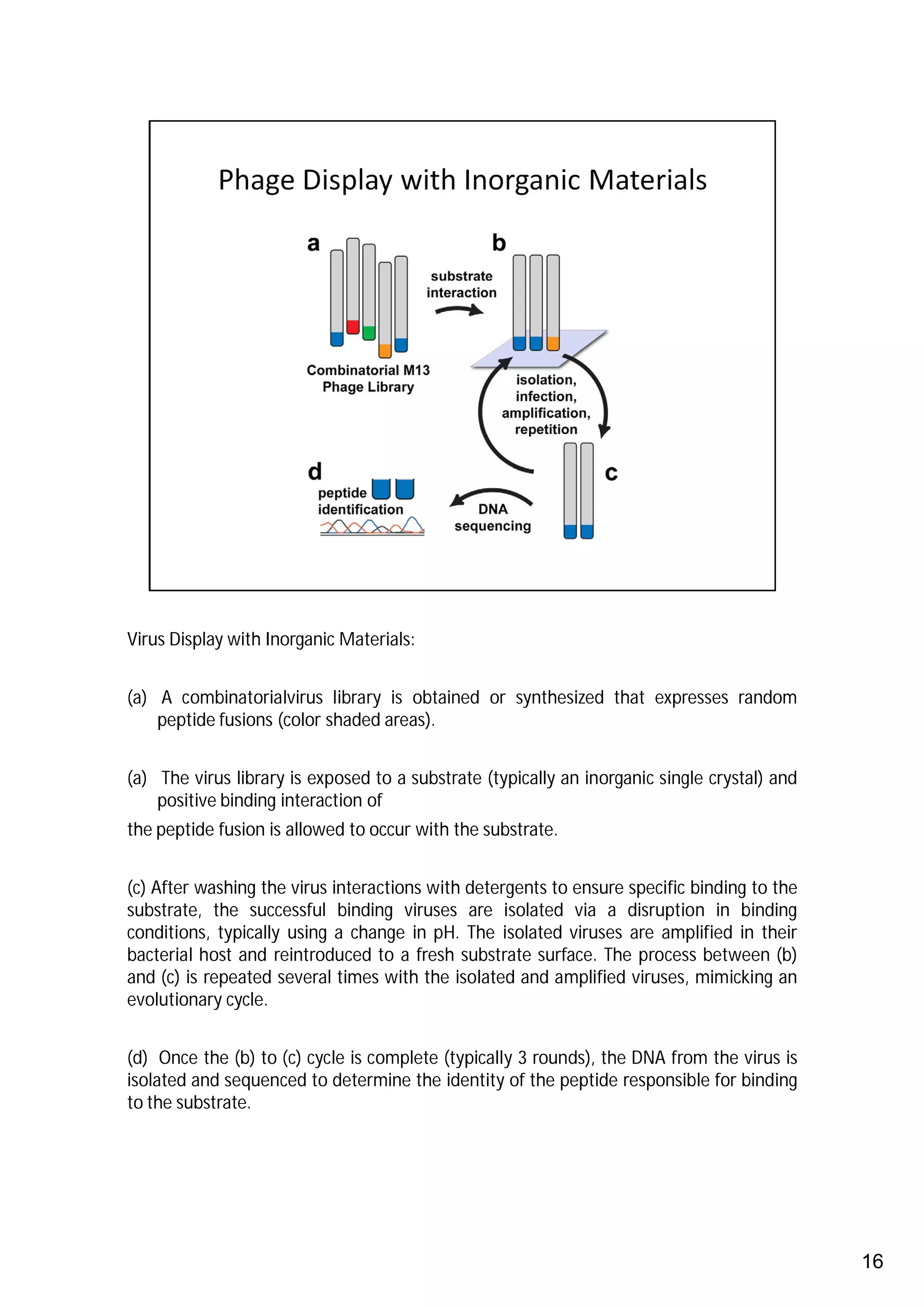 Virus Display with Inorganic Materials:


(a) A combinatorialvirus library is obtained or synthesized that expresses random
    peptide fusions (color shaded areas).


(a) The virus library is exposed to a substrate (typically an inorganic single crystal) and
    positive binding interaction of
the peptide fusion is allowed to occur with the substrate.


(c) After washing the virus interactions with detergents to ensure specific binding to the
substrate, the successful binding viruses are isolated via a disruption in binding
conditions, typically using a change in pH. The isolated viruses are amplified in their
bacterial host and reintroduced to a fresh substrate surface. The process between (b)
and (c) is repeated several times with the isolated and amplified viruses, mimicking an
evolutionary cycle.


(d) Once the (b) to (c) cycle is complete (typically 3 rounds), the DNA from the virus is
isolated and sequenced to determine the identity of the peptide responsible for binding
to the substrate.




                                                                                              16
 