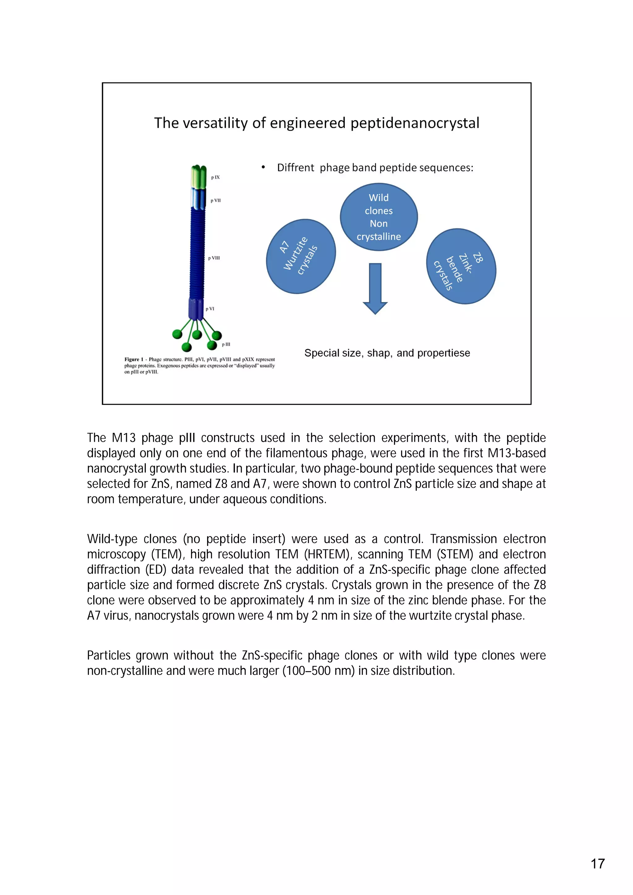 The M13 phage pIII constructs used in the selection experiments, with the peptide
displayed only on one end of the filamentous phage, were used in the first M13-based
nanocrystal growth studies. In particular, two phage-bound peptide sequences that were
selected for ZnS, named Z8 and A7, were shown to control ZnS particle size and shape at
room temperature, under aqueous conditions.


Wild-type clones (no peptide insert) were used as a control. Transmission electron
microscopy (TEM), high resolution TEM (HRTEM), scanning TEM (STEM) and electron
diffraction (ED) data revealed that the addition of a ZnS-specific phage clone affected
particle size and formed discrete ZnS crystals. Crystals grown in the presence of the Z8
clone were observed to be approximately 4 nm in size of the zinc blende phase. For the
A7 virus, nanocrystals grown were 4 nm by 2 nm in size of the wurtzite crystal phase.


Particles grown without the ZnS-specific phage clones or with wild type clones were
non-crystalline and were much larger (100–500 nm) in size distribution.




                                                                                           17
 