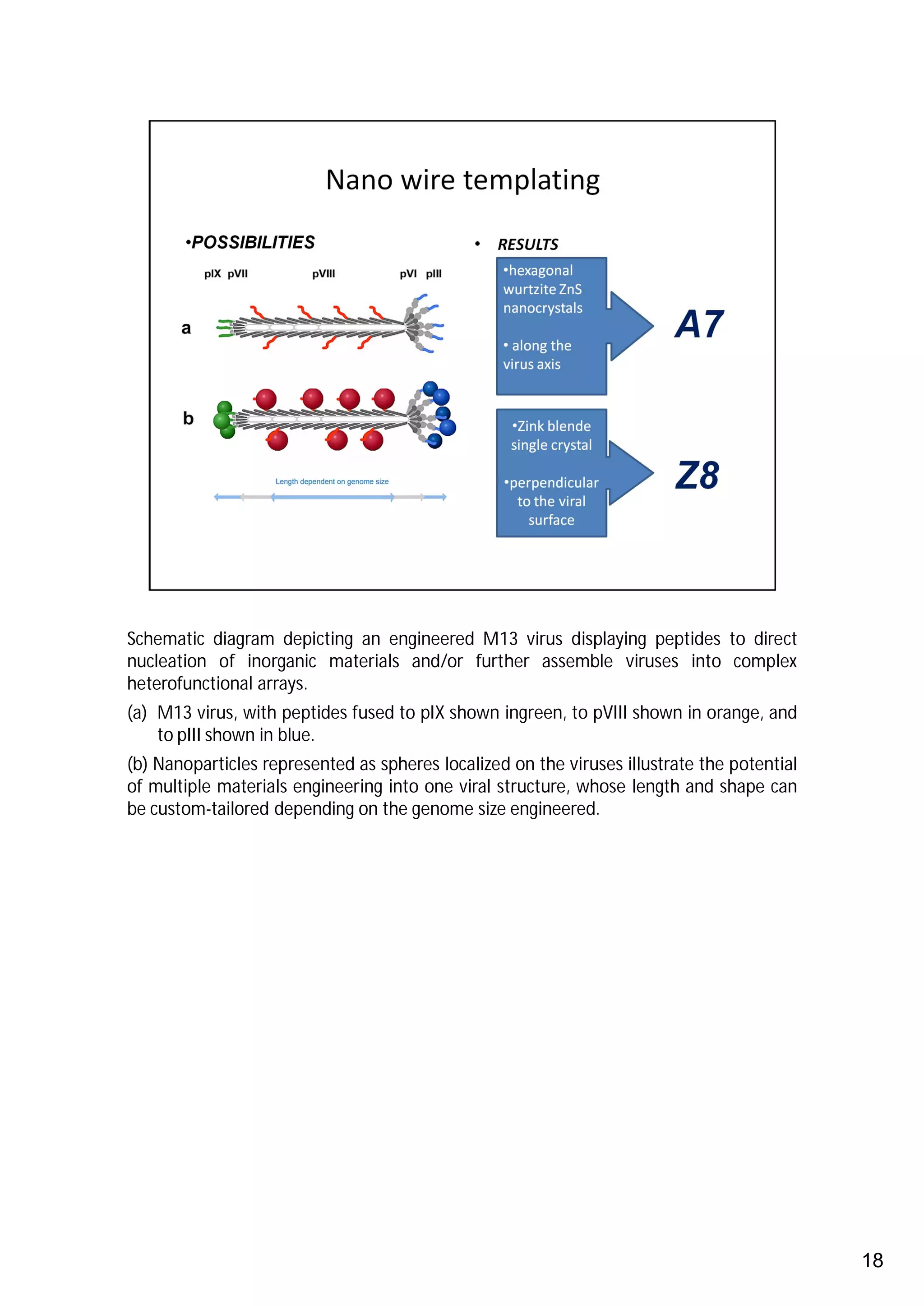 Schematic diagram depicting an engineered M13 virus displaying peptides to direct
nucleation of inorganic materials and/or further assemble viruses into complex
heterofunctional arrays.
(a) M13 virus, with peptides fused to pIX shown ingreen, to pVIII shown in orange, and
    to pIII shown in blue.
(b) Nanoparticles represented as spheres localized on the viruses illustrate the potential
of multiple materials engineering into one viral structure, whose length and shape can
be custom-tailored depending on the genome size engineered.




                                                                                             18
 